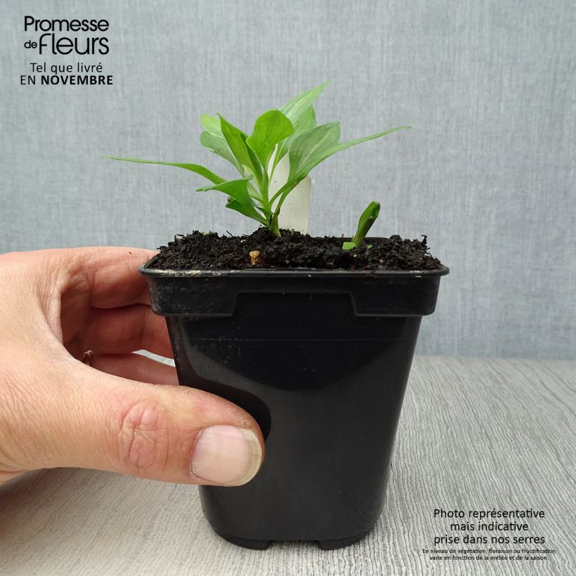 Ejemplar de Alstroemeria Duc d'Anjou Pierre Maceta de 8/9 cm entregado en otoño