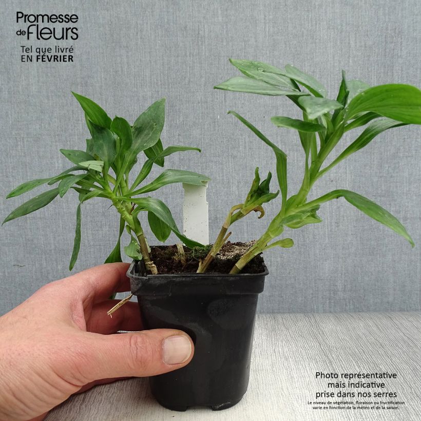 Alstroemeria Duc d'Anjou Pierre Maceta de 8/9 cm Ejemplar entregado en invierno