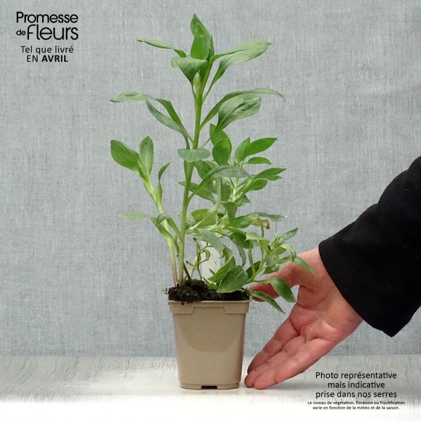 Alstroemeria Duc d'Anjou William Maceta de 8/9 cm Ejemplar entregado en la primavera