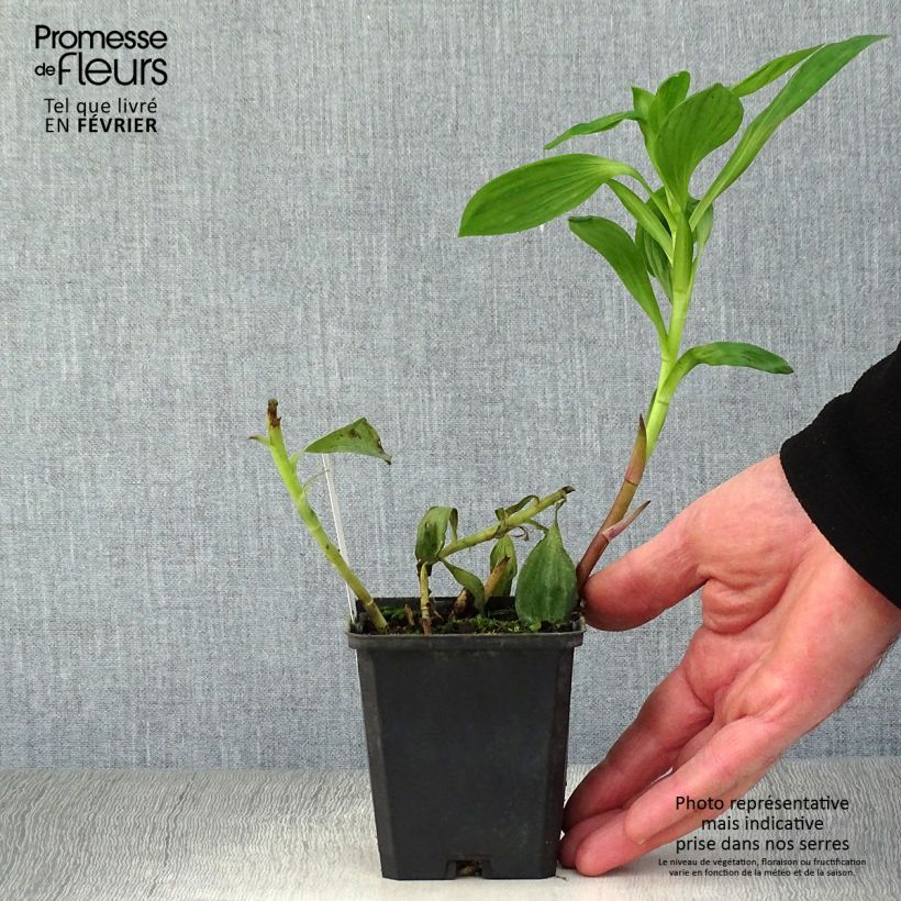 Alstroemeria Duc d'Anjou William Maceta de 8/9 cm Ejemplar entregado en invierno