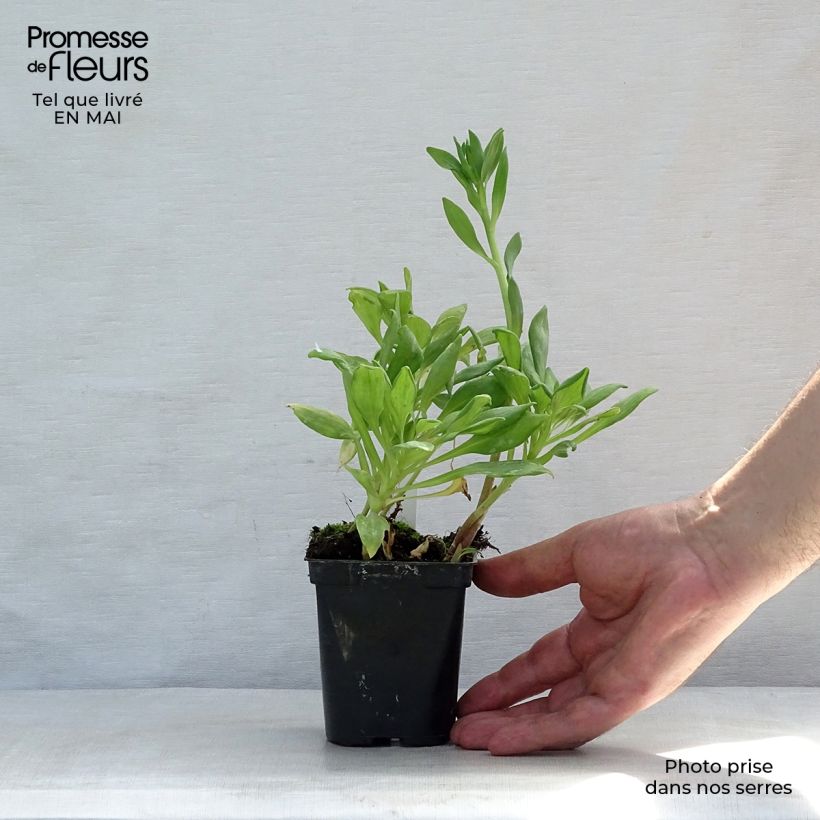 Alstroemeria Duchesses Aliénor Maceta de 8/9 cm Ejemplar entregado en la primavera