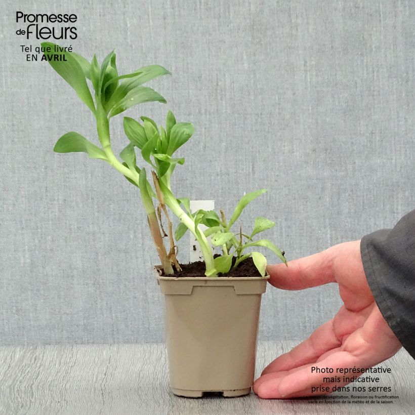 Alstroemeria Duchesses Béatrice Maceta de 8/9 cm Ejemplar entregado en la primavera