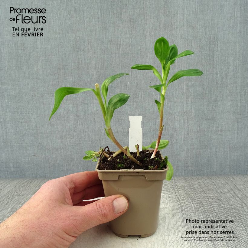 Alstroemeria Duchesses Béatrice Maceta de 8/9 cm Ejemplar entregado en invierno