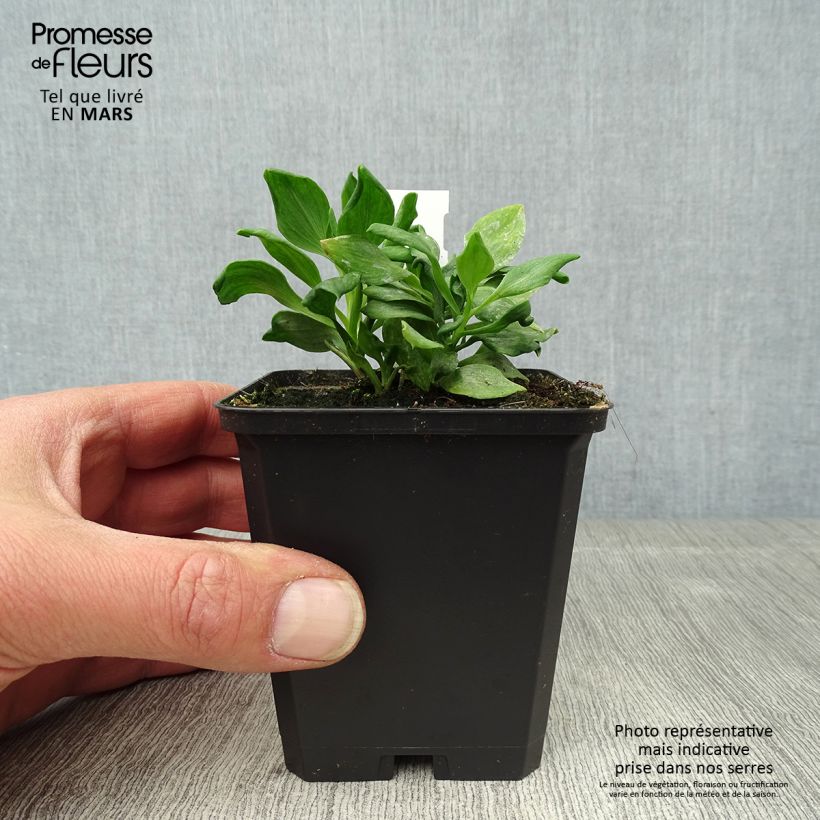 Alstroemeria Duchesses Diane Maceta de 8/9 cm Ejemplar entregado en la primavera