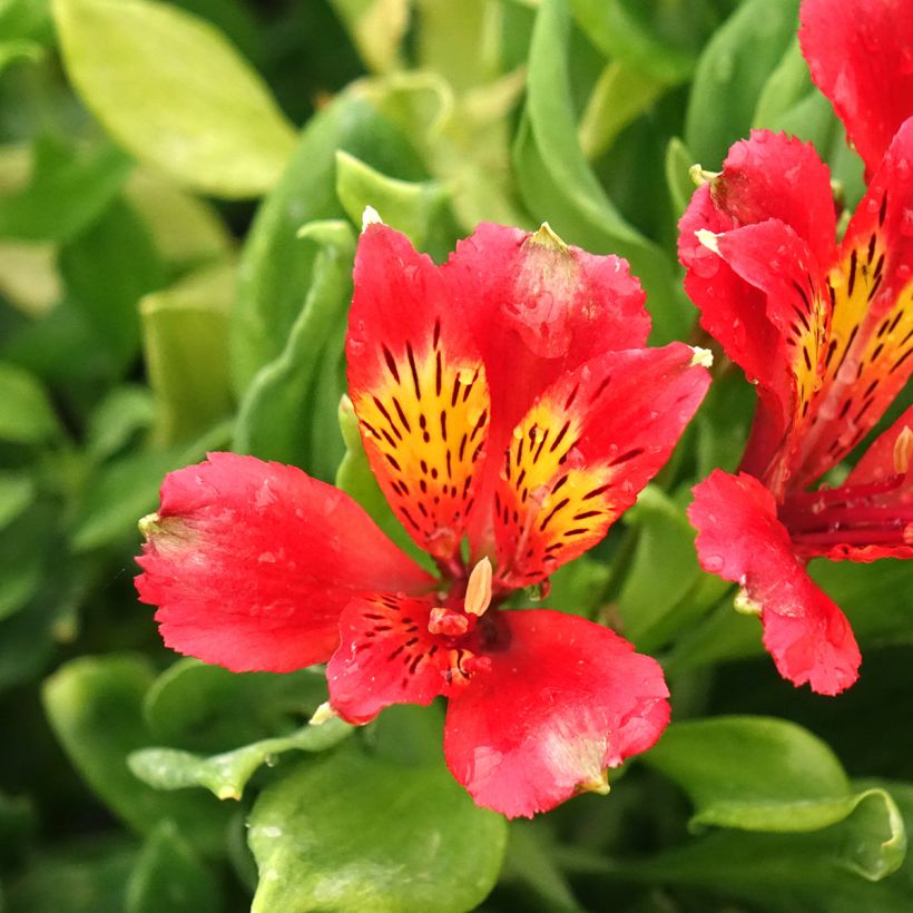 Alstroemeria Duchesses Diane (Floración)