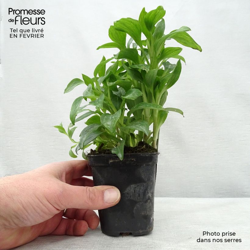 Alstroemeria Duchesse Elisabeth Maceta de 8/9 cm Ejemplar entregado en invierno