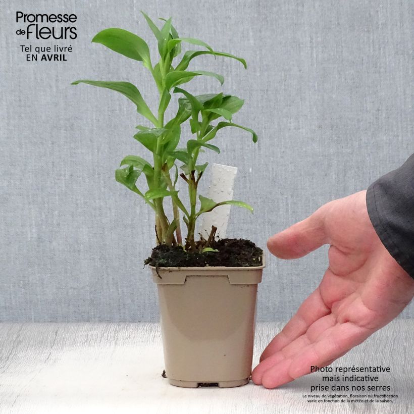 Alstroemeria Duchesse Elisabeth Maceta de 8/9 cm Ejemplar entregado en la primavera