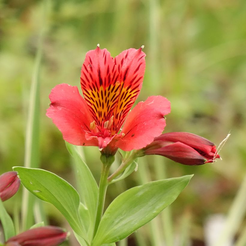 Alstroemeria Duchesse Elisabeth (Floración)