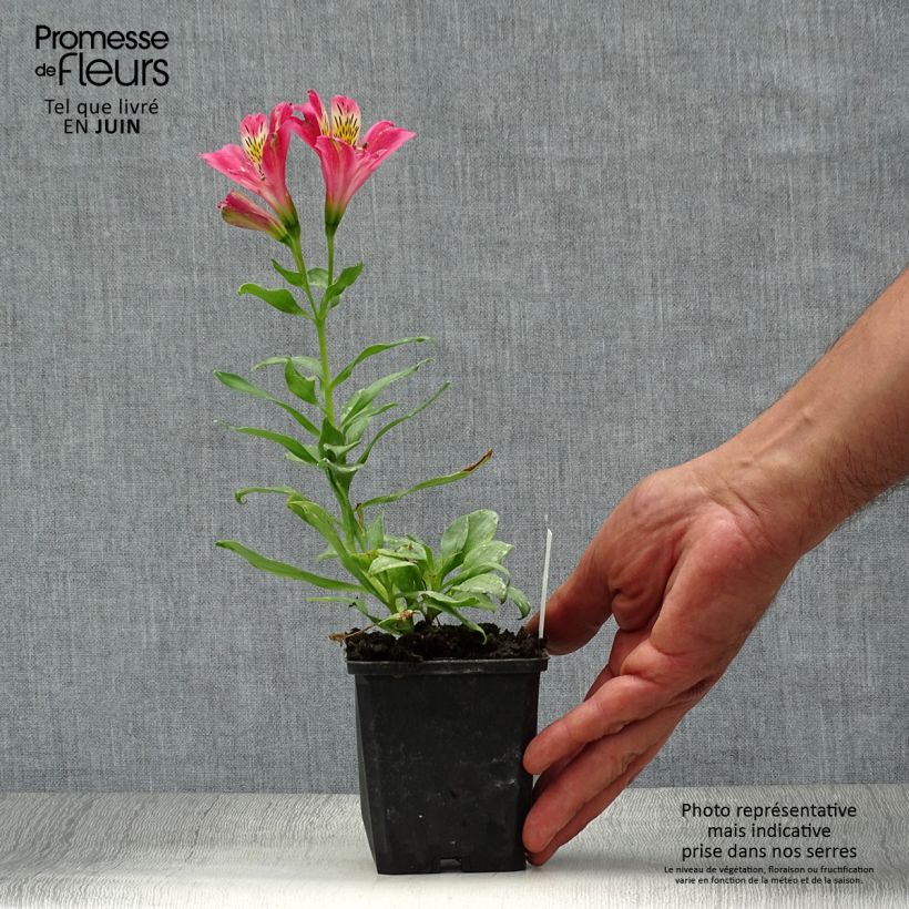 Ejemplar de Alstroemeria Duchesses Isabelle Maceta de 8/9 cm entregado en verano