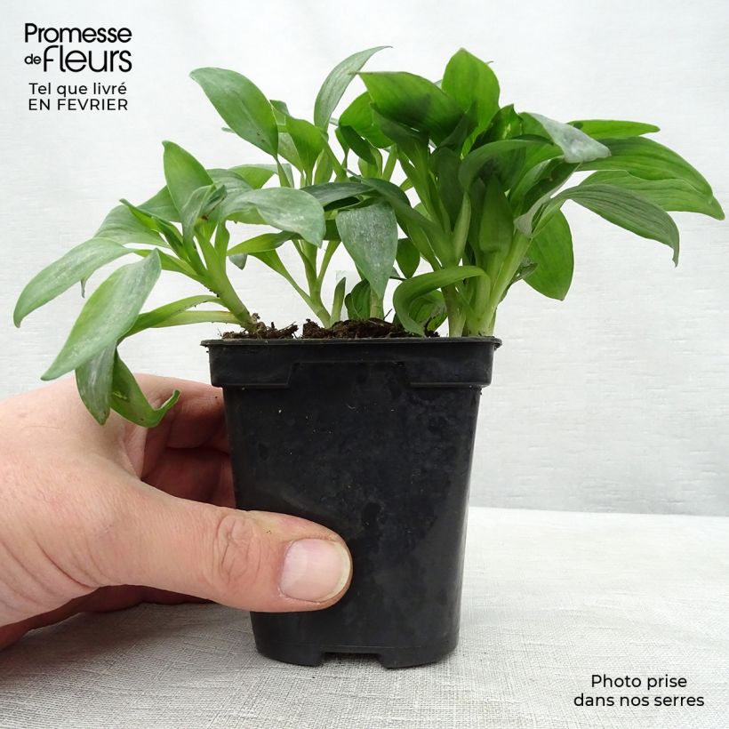 Alstroemeria Duchesses Isabelle Maceta de 8/9 cm Ejemplar entregado en invierno