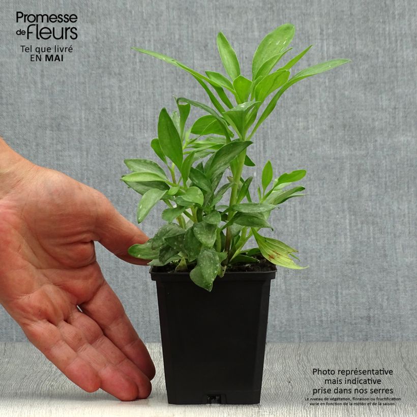 Alstroemeria Duchesses Isabelle Maceta de 8/9 cm Ejemplar entregado en la primavera