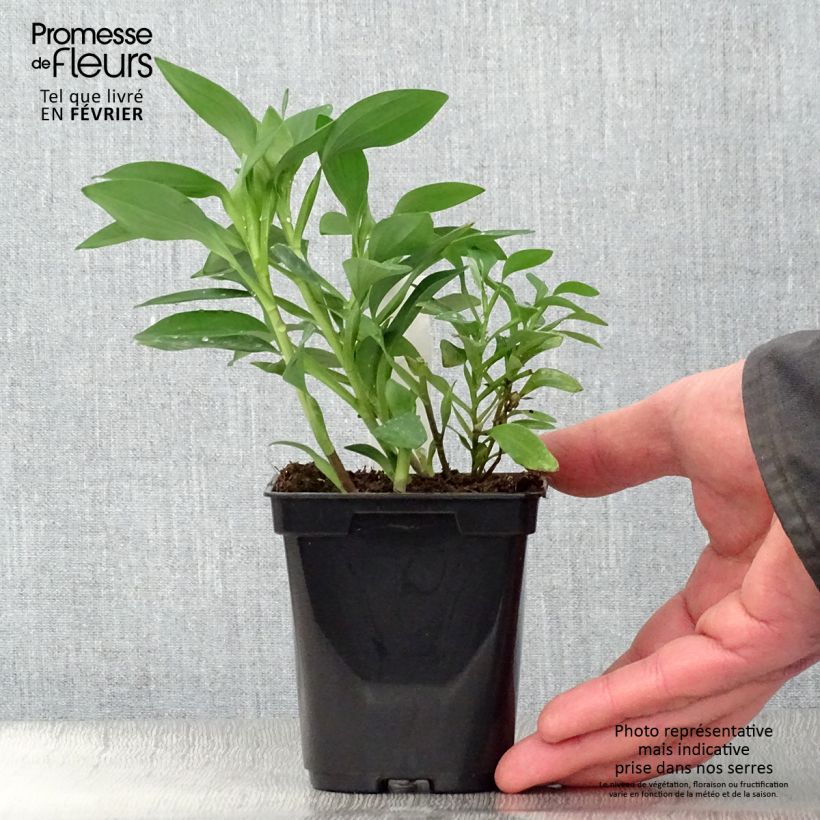 Alstroemeria Duchesses Marguerite Maceta de 8/9 cm Ejemplar entregado en invierno