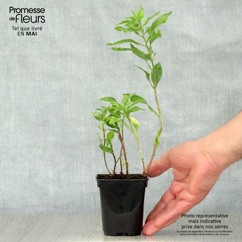 Alstroemeria Duchesses Marguerite Maceta de 8/9 cm Ejemplar entregado en la primavera