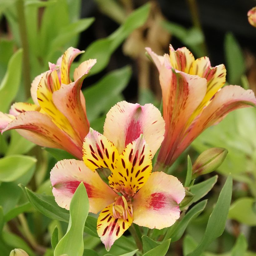 Alstroemeria Duchesses Marguerite (Floración)