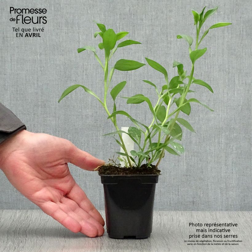 Alstroemeria Majestic Layon Maceta de 8/9 cm Ejemplar entregado en la primavera