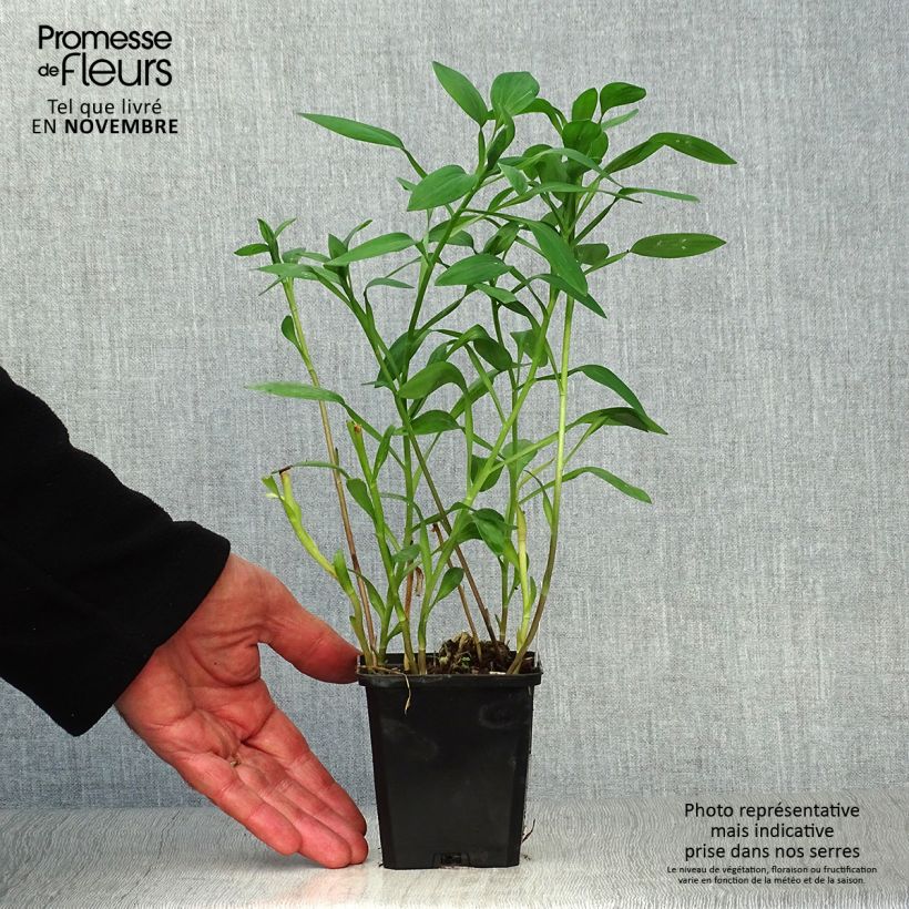 Ejemplar de Alstroemeria Majestic Layon Maceta de 8/9 cm entregado en otoño