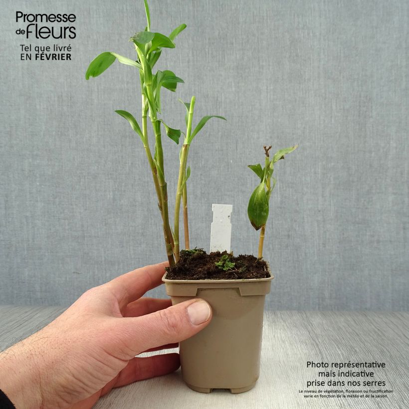 Alstroemeria Majestic Layon Maceta de 8/9 cm Ejemplar entregado en invierno