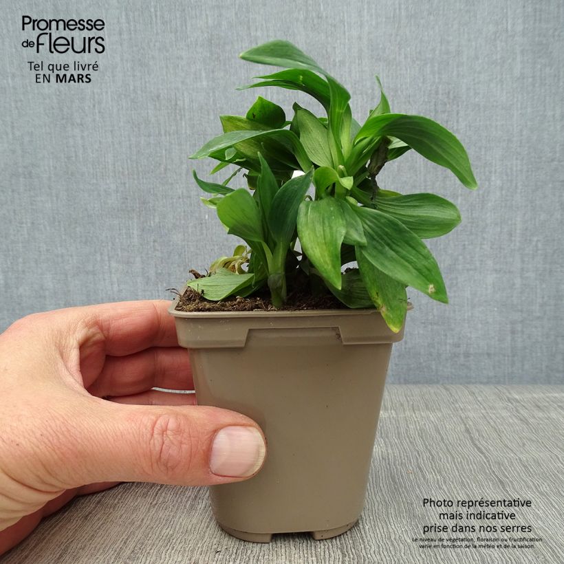 Alstroemeria Majestic Mazé Maceta de 8/9 cm Ejemplar entregado en la primavera