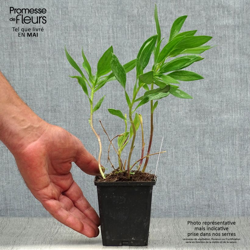 Alstroemeria Majestic Montsoreau Maceta de 8/9 cm Ejemplar entregado en la primavera