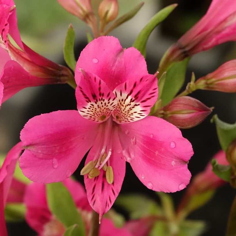 Alstroemeria Majestic Montsoreau (Floración)