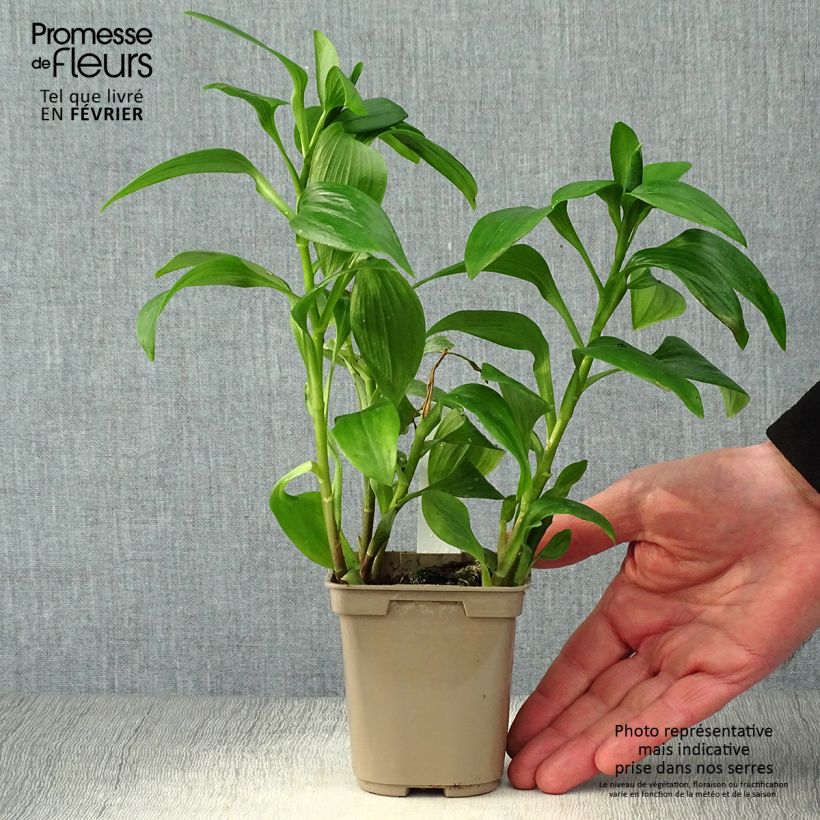 Alstroemeria Majestic Tiercé Maceta de 8/9 cm Ejemplar entregado en invierno