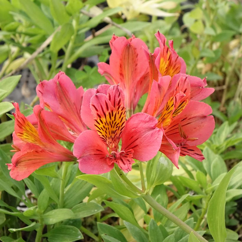 Alstroemeria Majestic Tiercé (Floración)
