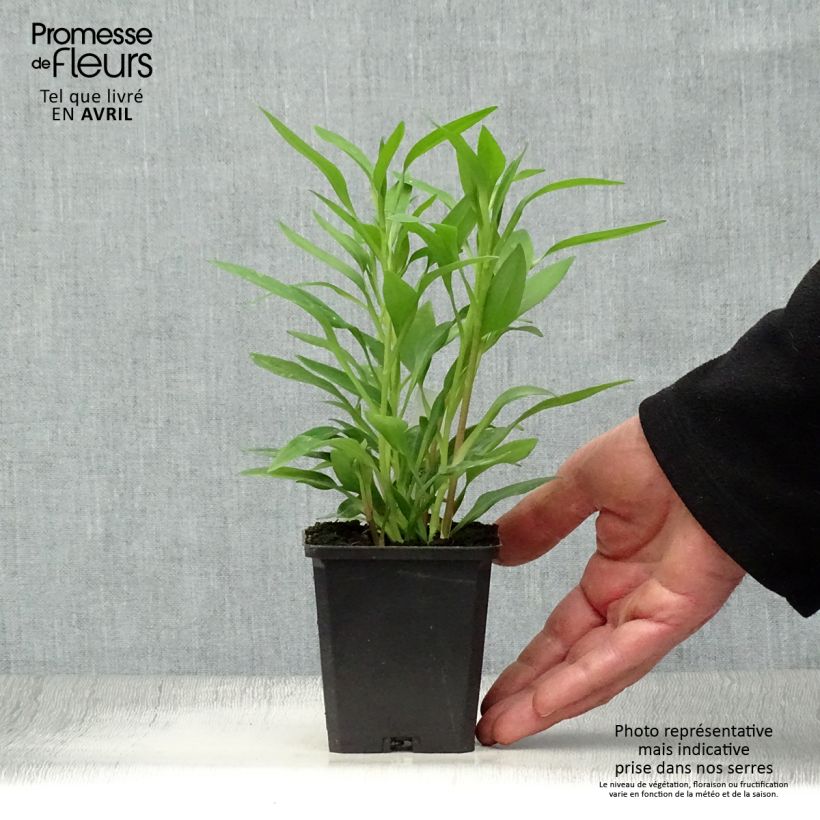 Alstroemeria Majestic Avrillé Maceta de 8/9 cm Ejemplar entregado en la primavera