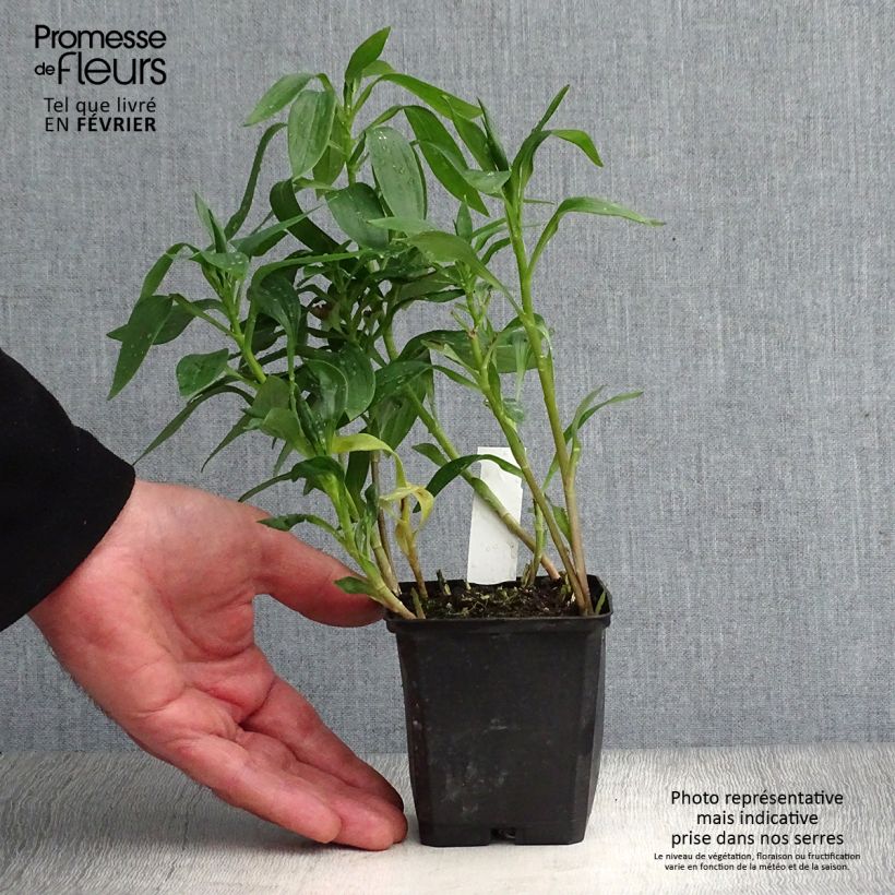 Alstroemeria Majestic Avrillé Maceta de 8/9 cm Ejemplar entregado en invierno