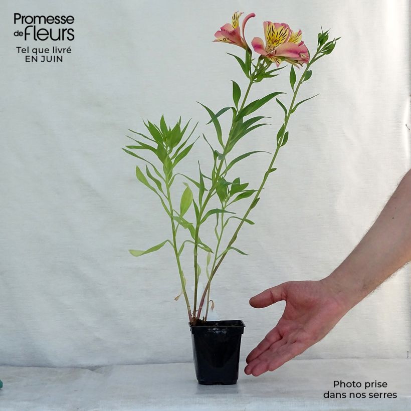 Ejemplar de Alstroemeria Majestic Avrillé Maceta de 8/9 cm entregado en verano