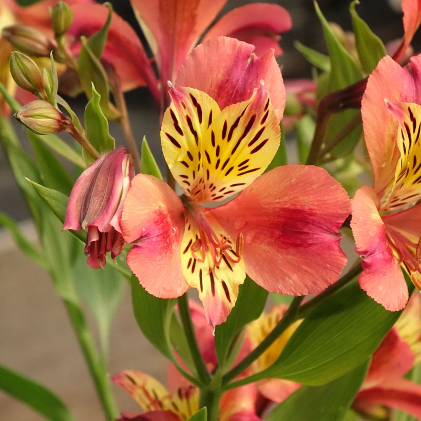 Alstroemeria Majestic Avrillé (Floración)