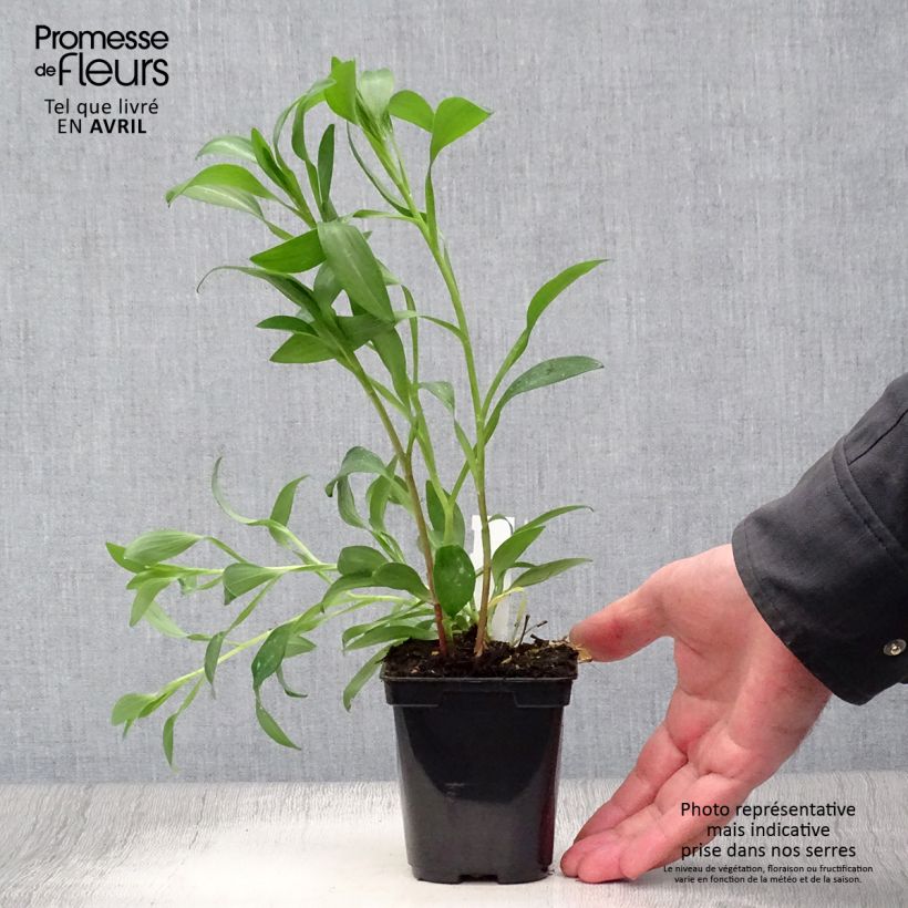 Alstroemeria Majestic Brissac Maceta de 8/9 cm Ejemplar entregado en la primavera