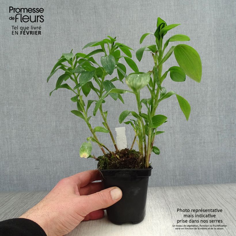 Alstroemeria Majestic Brissac Maceta de 8/9 cm Ejemplar entregado en invierno