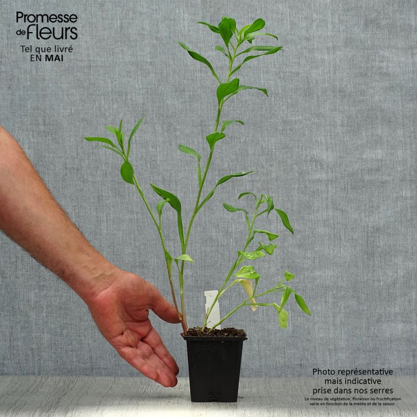 Alstroemeria Majestic Chartrené Maceta de 8/9 cm Ejemplar entregado en la primavera