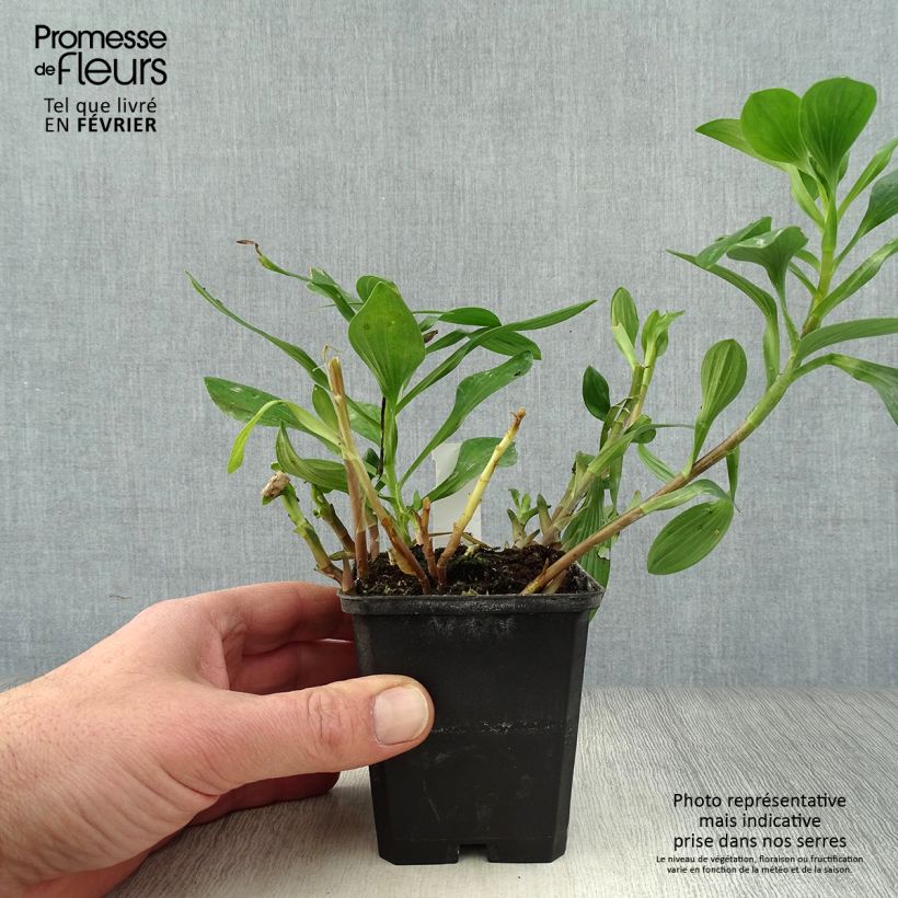 Alstroemeria Majestic Chartrené Maceta de 8/9 cm Ejemplar entregado en invierno