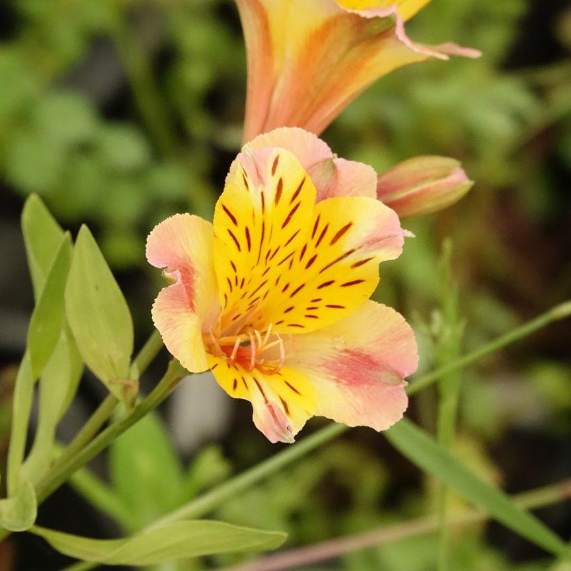 Alstroemeria Majestic Chartrené (Floración)