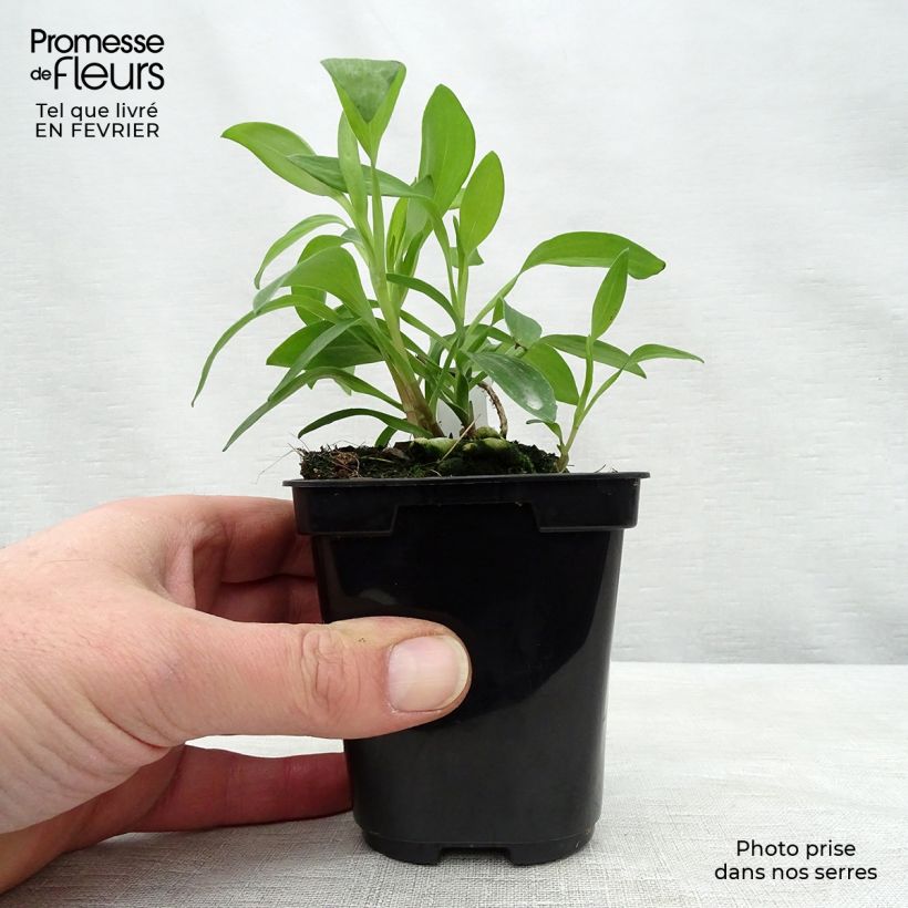 Alstroemeria Majestic Chinon Maceta de 8/9 cm Ejemplar entregado en invierno