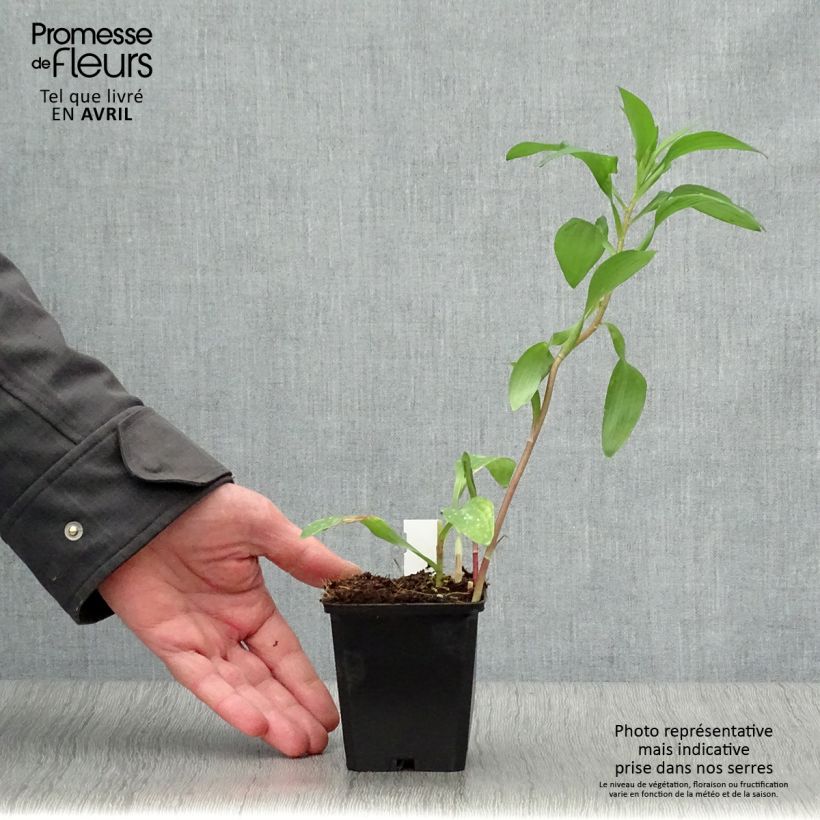 Alstroemeria Majestic Chinon Maceta de 8/9 cm Ejemplar entregado en la primavera