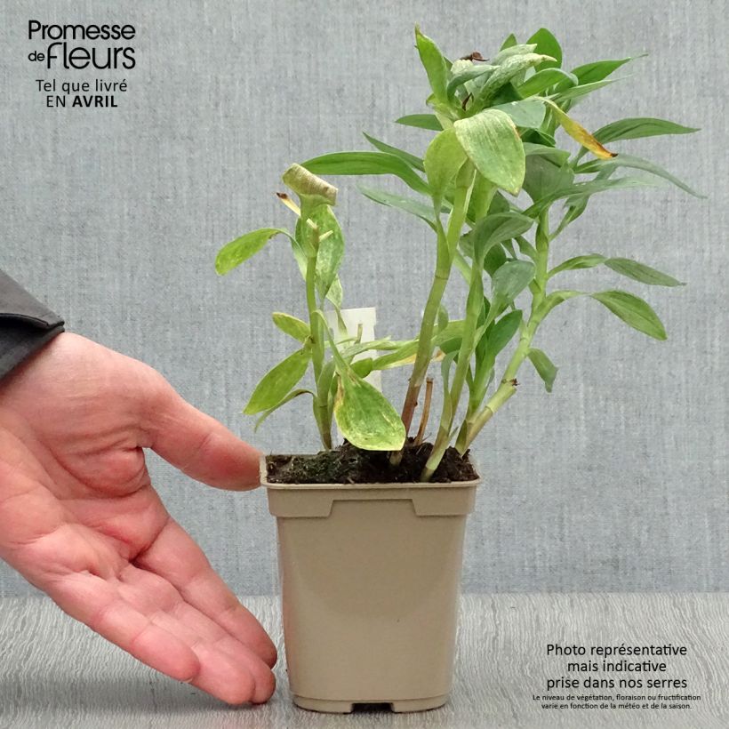 Alstroemeria Majestic Fougeré Maceta de 8/9 cm Ejemplar entregado en la primavera