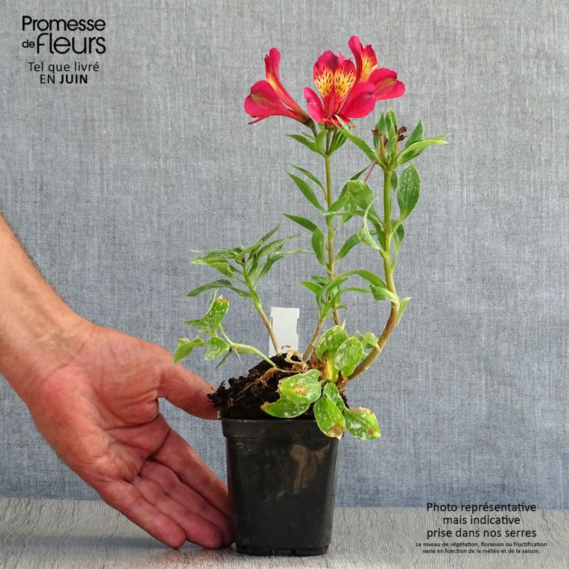 Ejemplar de Alstroemeria Pitchounes Gaspard Maceta de 8/9 cm entregado en verano
