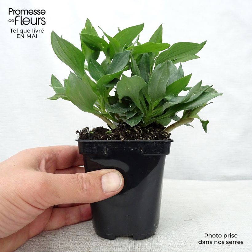 Alstroemeria Pitchounes Gaspard Maceta de 8/9 cm Ejemplar entregado en la primavera