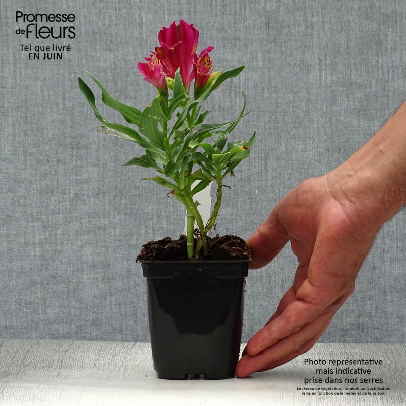 Ejemplar de Alstroemeria Pitchounes Lola Maceta de 8/9 cm entregado en verano