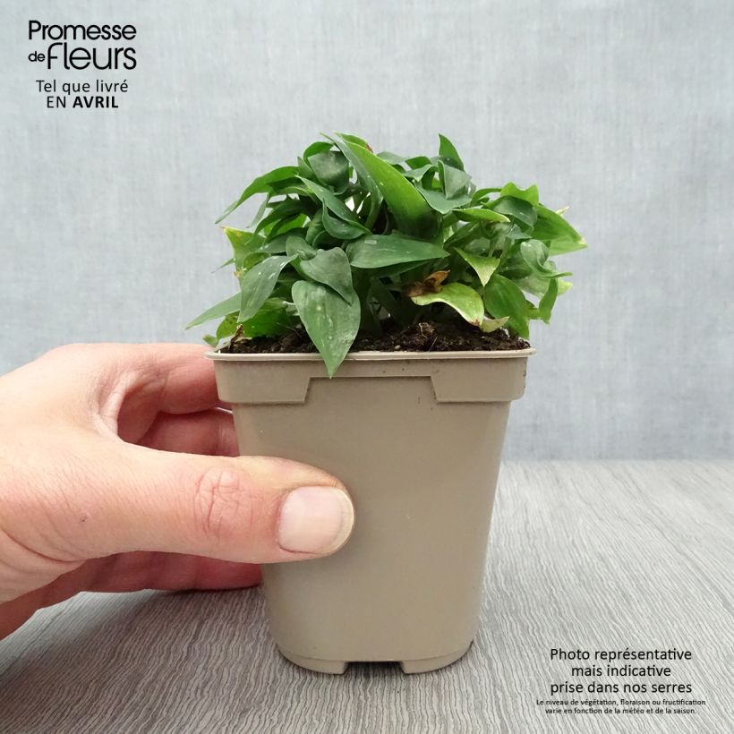 Alstroemeria Pitchounes Lola Maceta de 8/9 cm Ejemplar entregado en la primavera