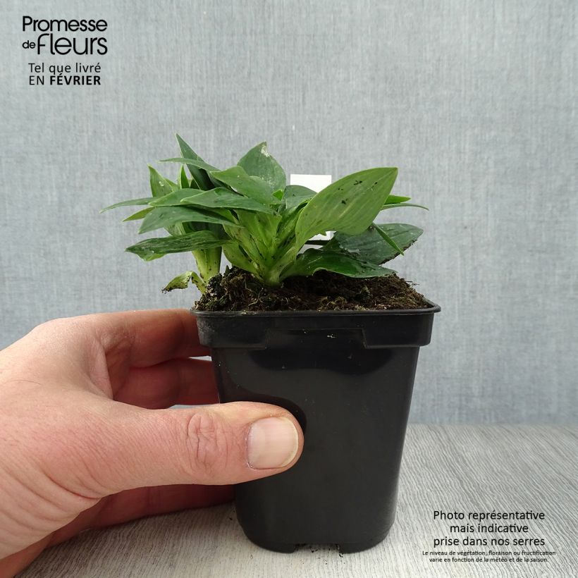 Alstroemeria Pitchounes Lola Maceta de 8/9 cm Ejemplar entregado en invierno