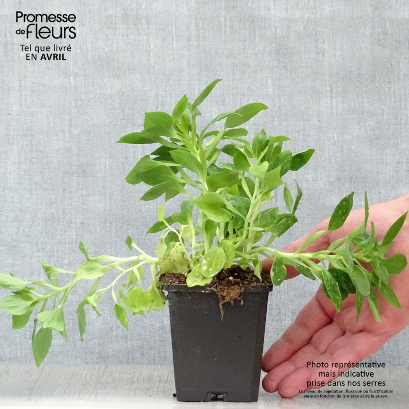 Alstroemeria Pitchounes Lucas Maceta de 8/9 cm Ejemplar entregado en la primavera