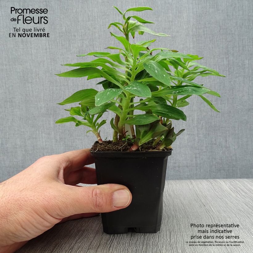 Ejemplar de Alstroemeria Pitchounes Lucas Maceta de 8/9 cm entregado en otoño
