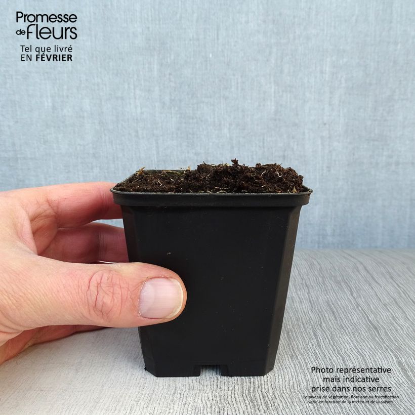 Alstroemeria Pitchounes Lucas Maceta de 8/9 cm Ejemplar entregado en invierno