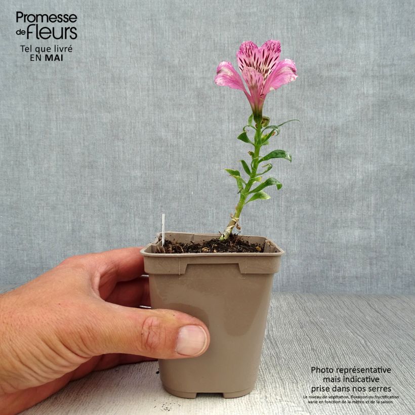 Alstroemeria Pitchounes Oceane Maceta de 8/9 cm Ejemplar entregado en la primavera