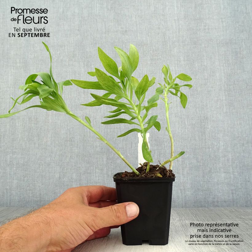 Ejemplar de Alstroemeria Pitchounes Oceane Maceta de 8/9 cm entregado en verano