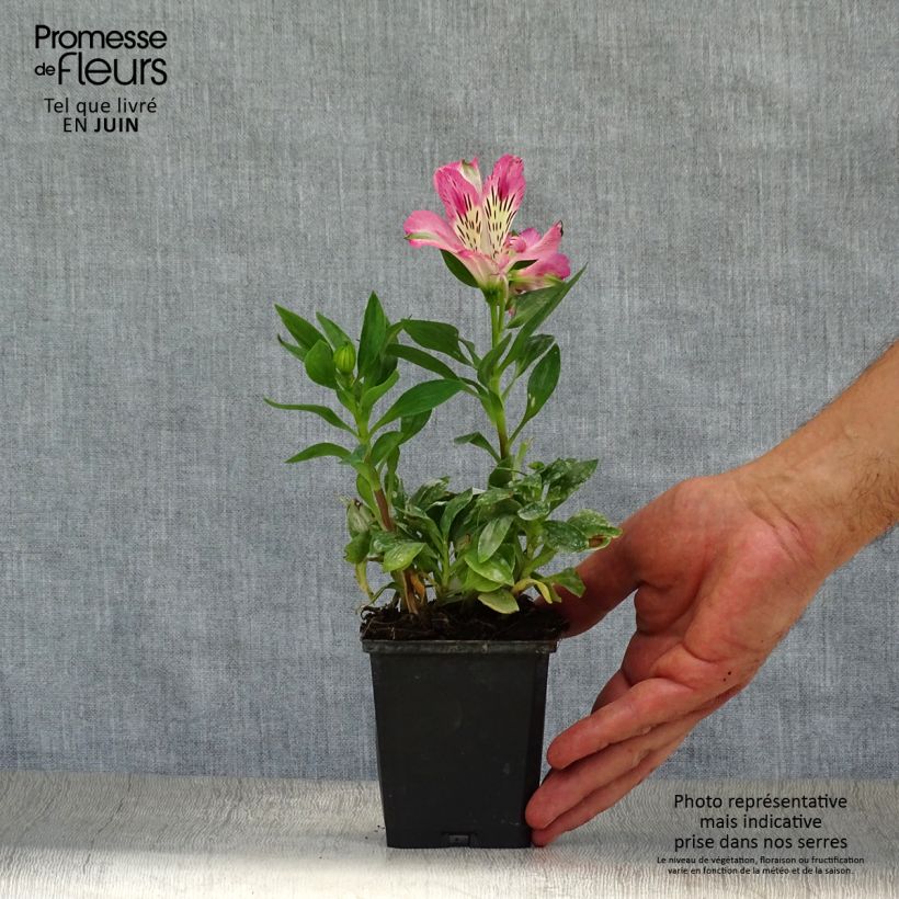 Ejemplar de Alstroemeria Pitchounes Rosie Maceta de 8/9 cm entregado en verano