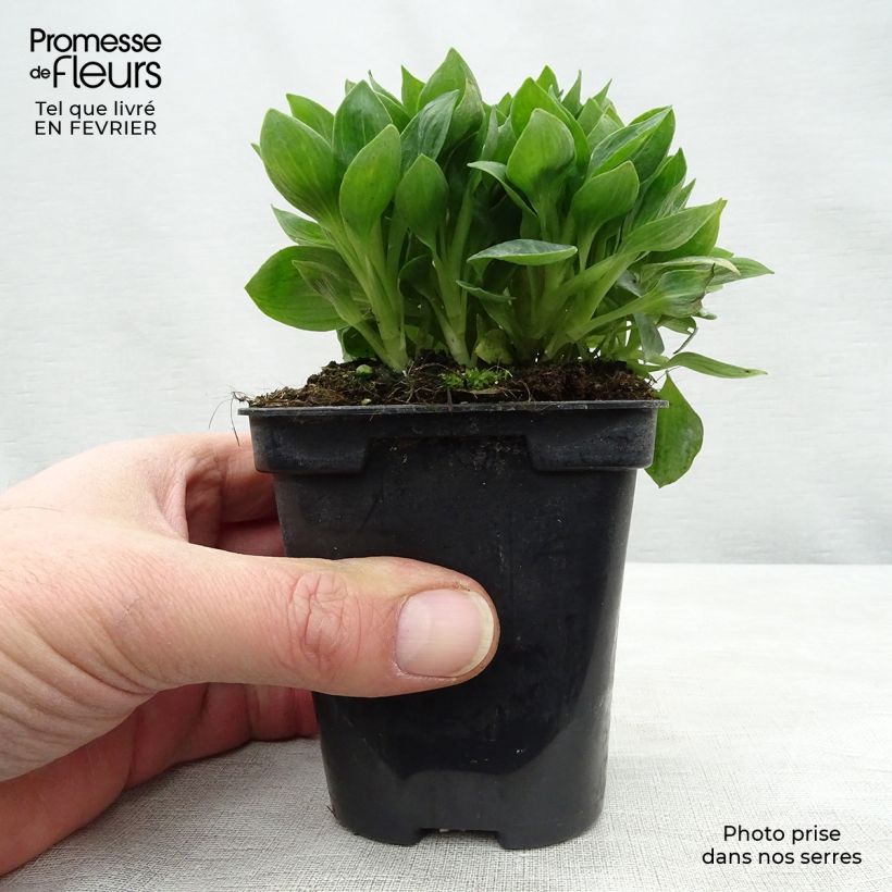 Alstroemeria Pitchounes Rosie Maceta de 8/9 cm Ejemplar entregado en invierno